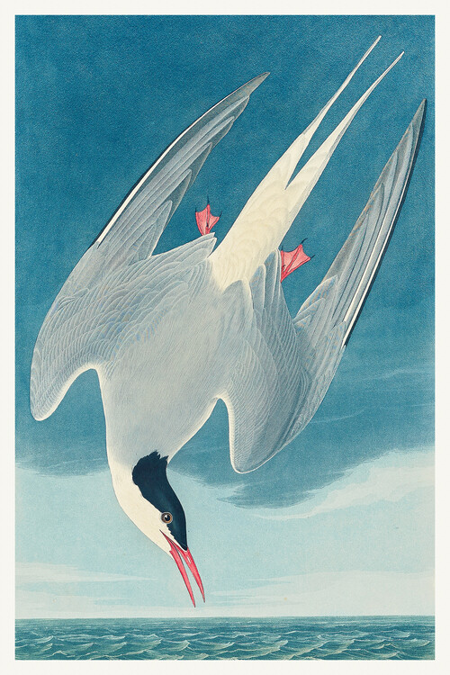Plakát, Obraz - The Arctic Tern, John James Audubon, 26.7 × 40 cm