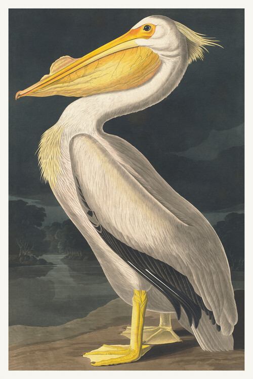Canvas Print The White Pelican