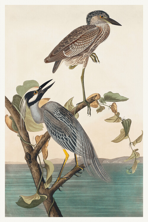 Poster The Yellow Crowned Heron