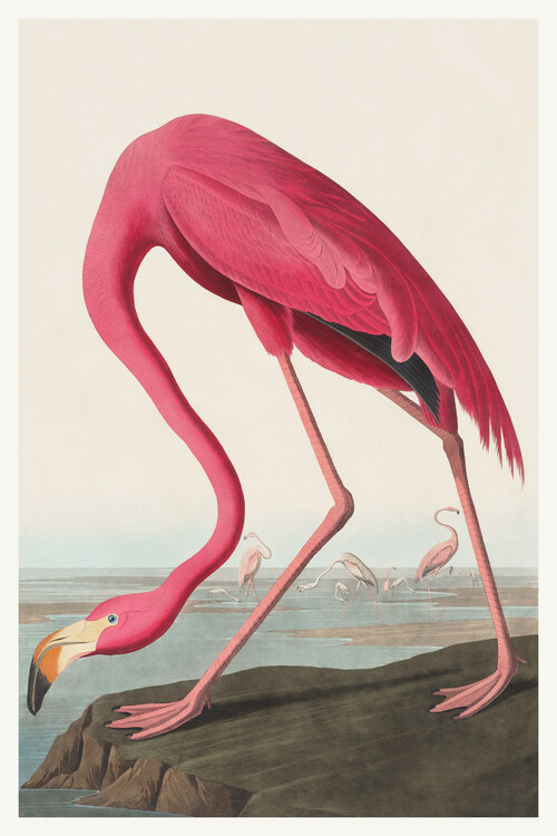 Poster The Pink Flamingo