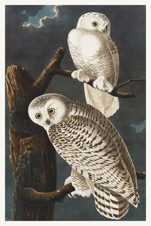 Poster The Snowy Owl