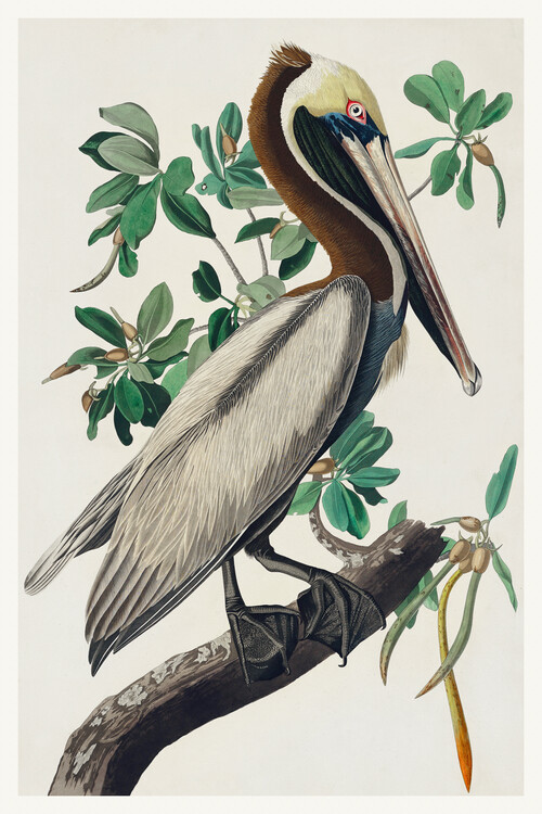 Poster The Brown Pelican