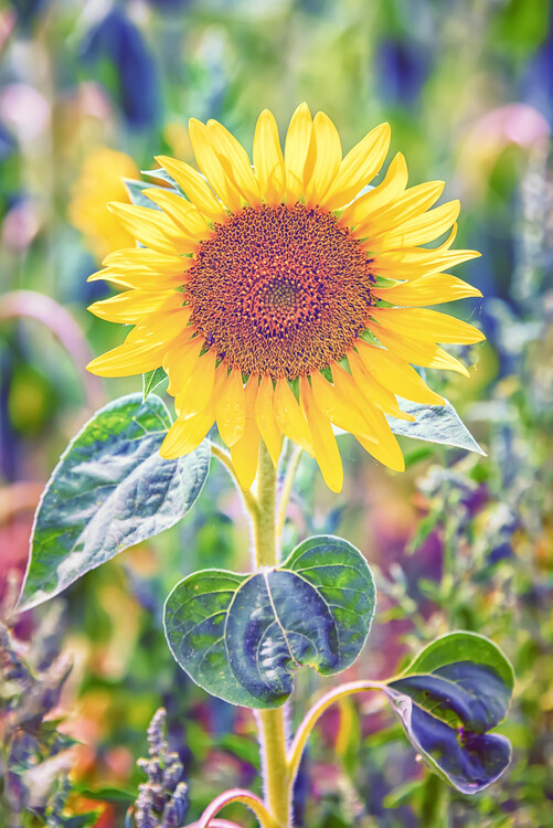 Poster Sunflower close-up