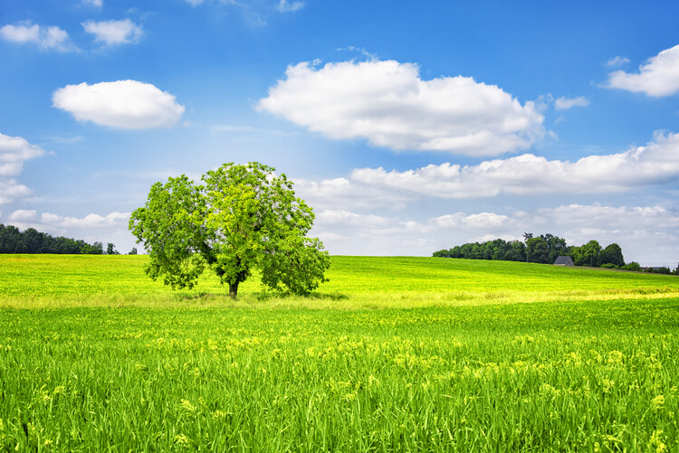 Poster French Landscape