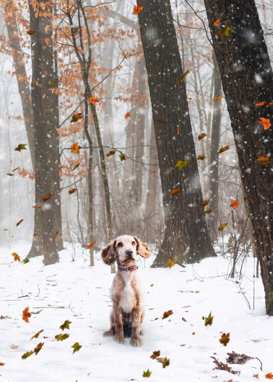 Poster A small dog standing under the falling snow in wood
