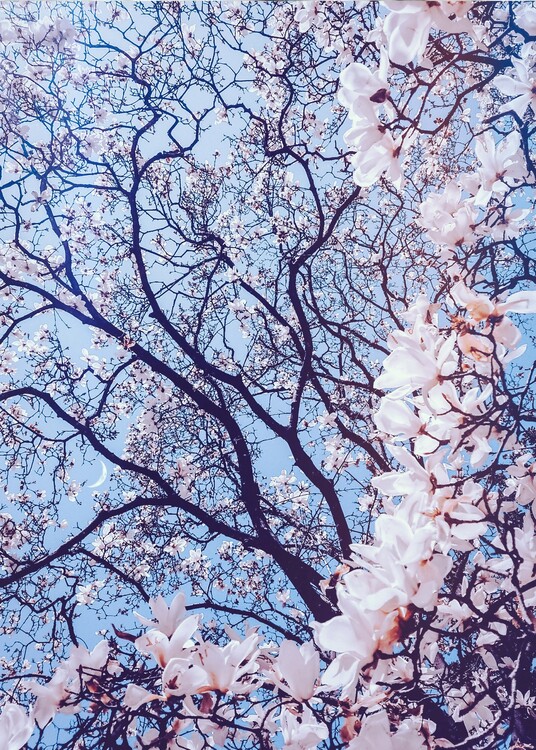Poster Aesthetic Cherry Pink Flowers and Blue Sky