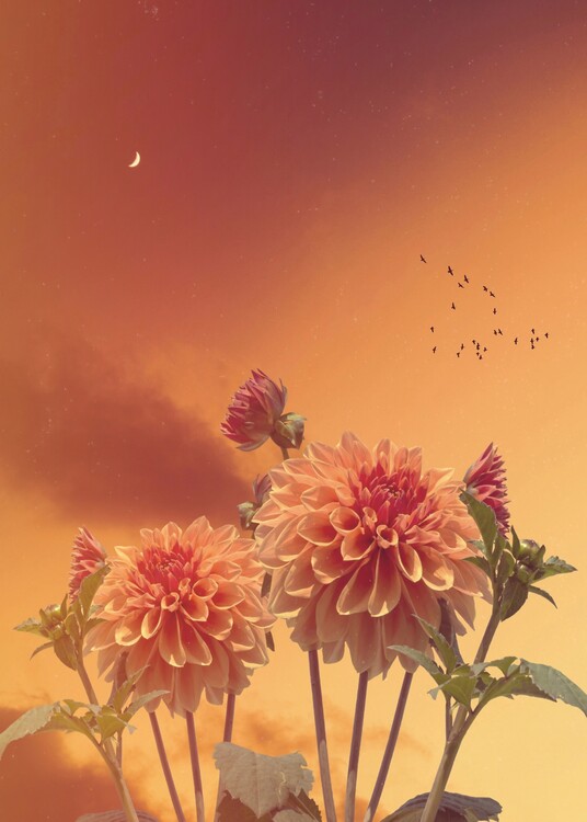 Poster Aesthetic Dalia Orange and Sunset Crescent Moon