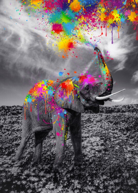 Poster Black and white Elephant play with colors paint