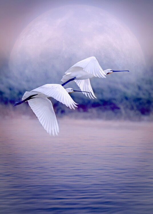 Poster Birds that fly in front of the full moon
