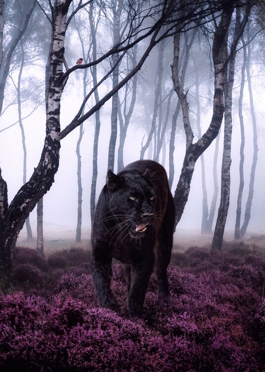 Плакат Big Black Cat Panyher in Foggy Forest