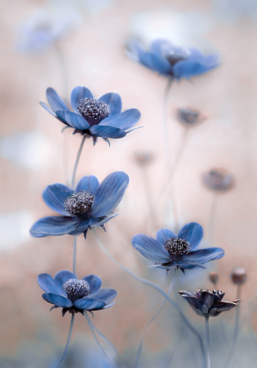Poster Cosmos blue