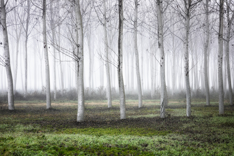 Canvas Print Merry Christmas