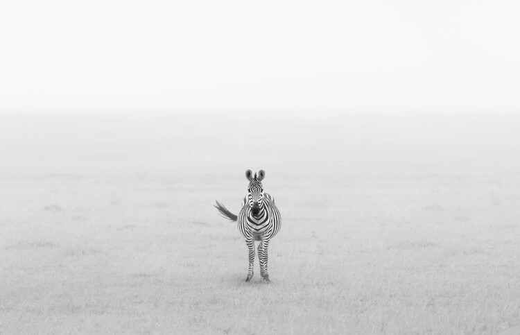 Poster Lonely Zebra