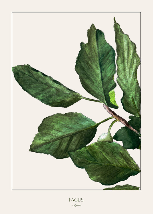 Plakát Fagus