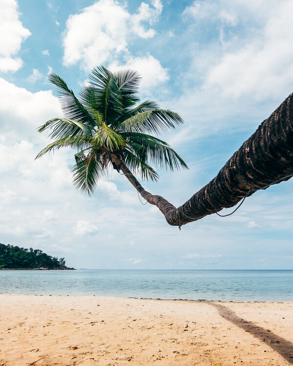 Slika na platnu Palm-tree at the beach