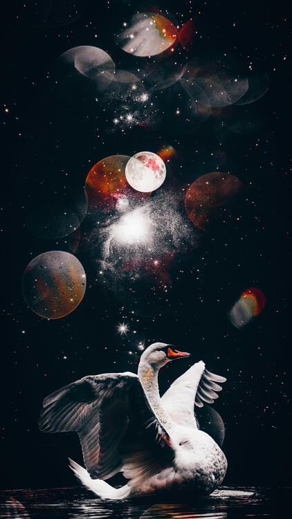 Poster White Swan and Black Starry Night Sky