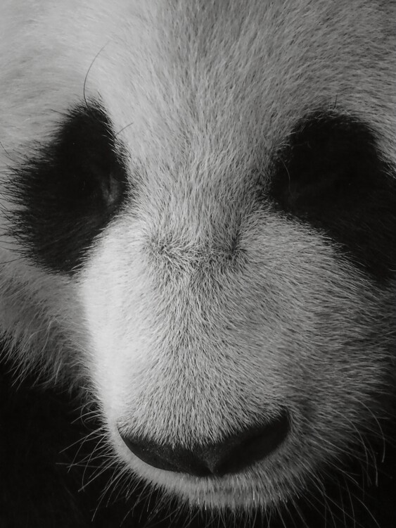 Poster Panda