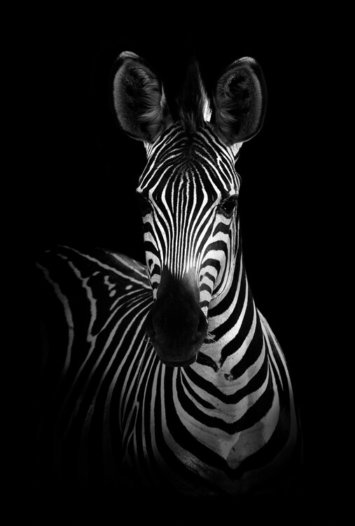 Poster The Zebra