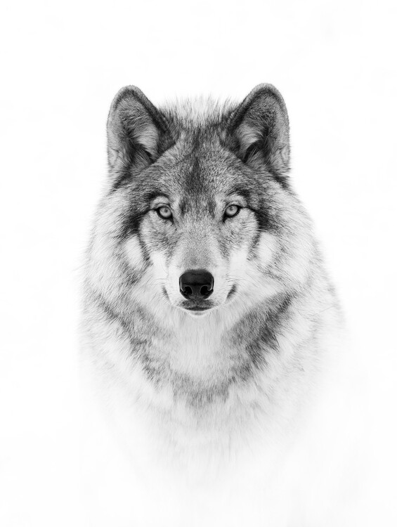 Canvas Print Portrait of a Timber Wolf