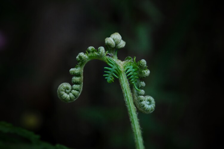Плакат Azorean fern