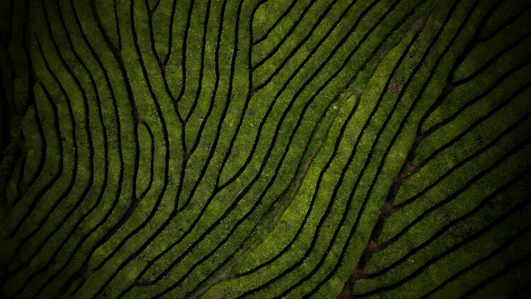 Плакат Chá Gorreana tea plantage