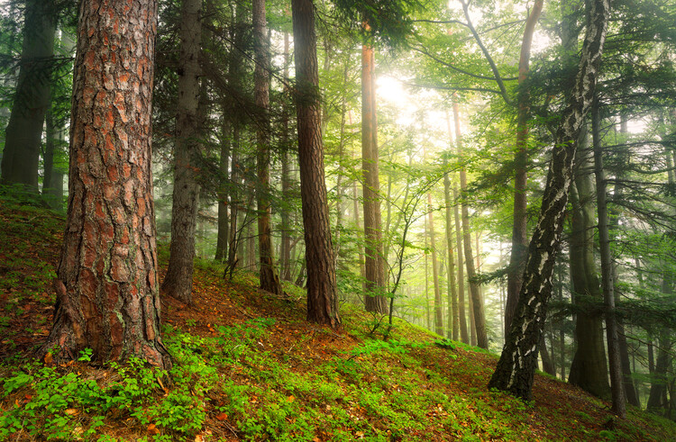 Poster Magic forest 6