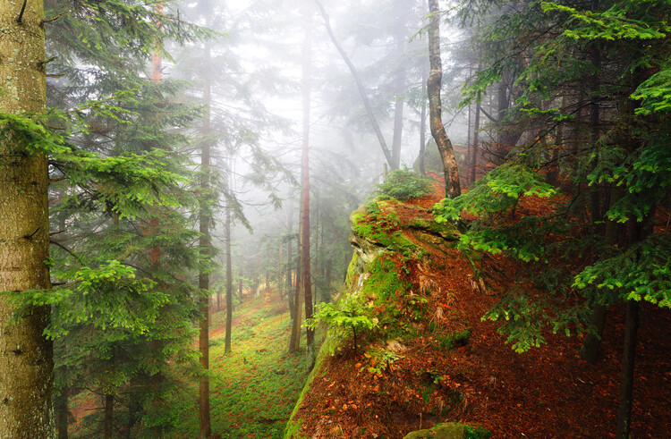 Poster Magic forest 5