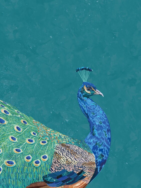 Poster Turquoise peacock