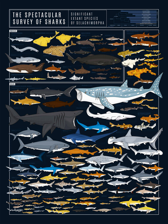 Poster The Spectacular Survey of Sharks