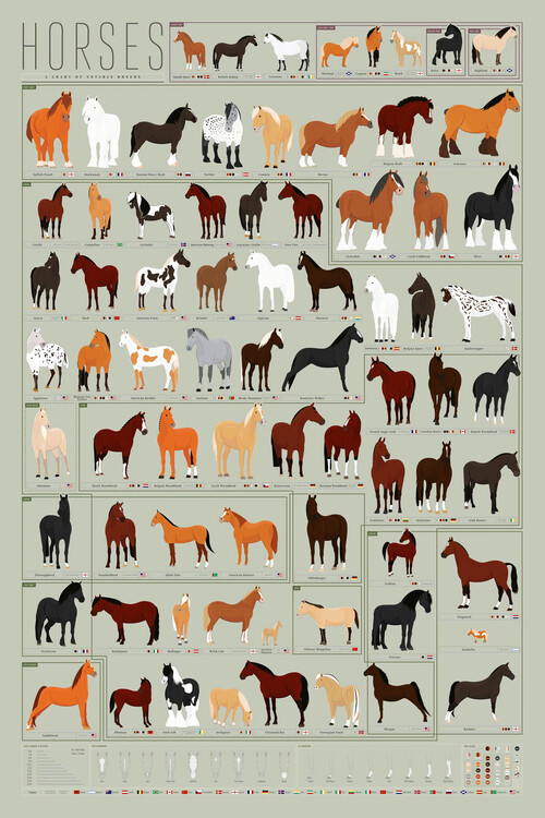 Poster Horses A Chart of Notable Breeds