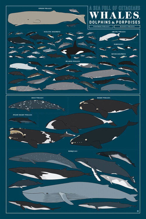 Poster A Sea Full of Cetaceans Whales, Dolphins, and Porpoises