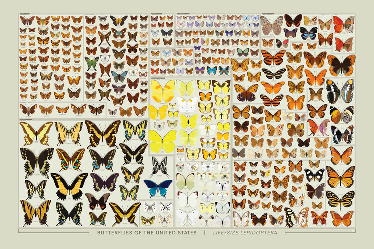 Poster Butterflies of the United States