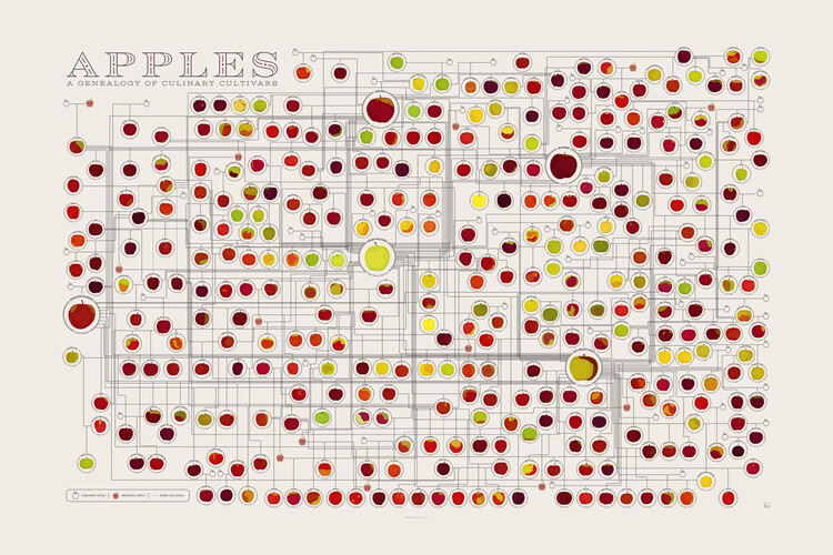 Poster Apples A Genealogy