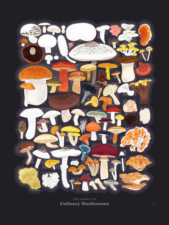 Poster The Chart of Culinary Mushrooms