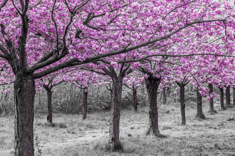 Plakat Cherry tree alley in bloom