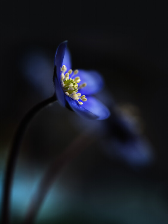 Juliste Hepatica nobilis ll