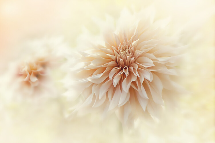 Canvas Print Cafe 'Au lait' Dahlia