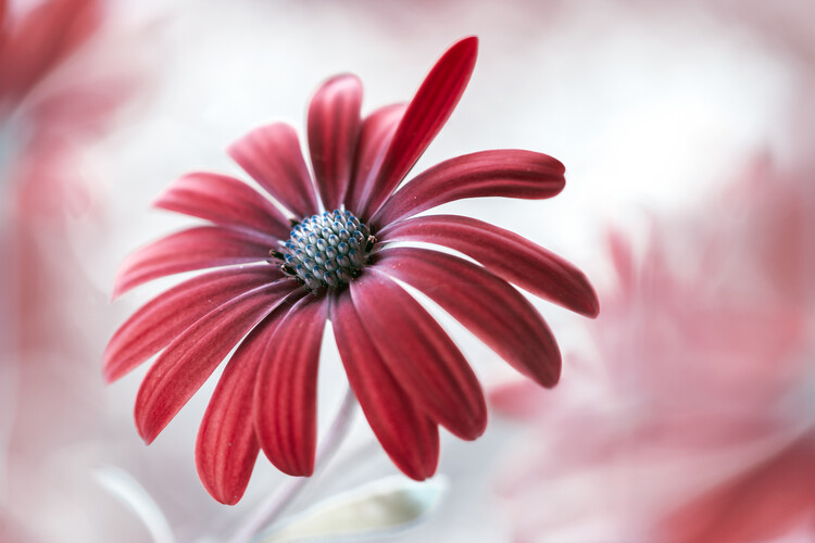 Levně Plakát, Obraz - Daisy, Mandy Disher, 40 × 26.7 cm