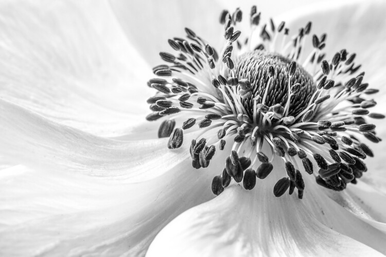Levně Plakát, Obraz - Anemone, Mandy Disher, 40 × 26.7 cm