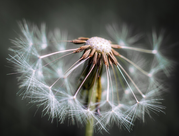 Levně Plakát, Obraz - Dandelion fluff, Fred Louwen, 40 × 30 cm