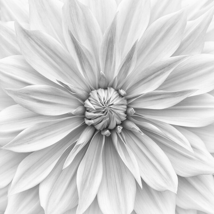 Canvas Print Hamari gold in monochrome