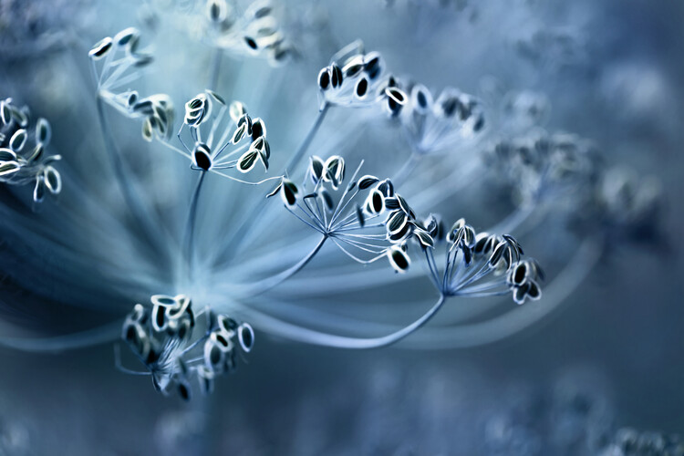 Levně Plakát, Obraz - Dill, Mandy Disher, 40 × 26.7 cm