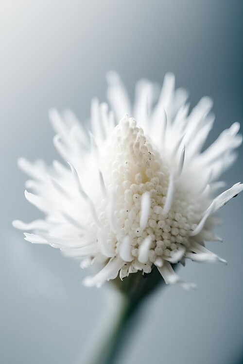 Plakát Macro photography of an white flower