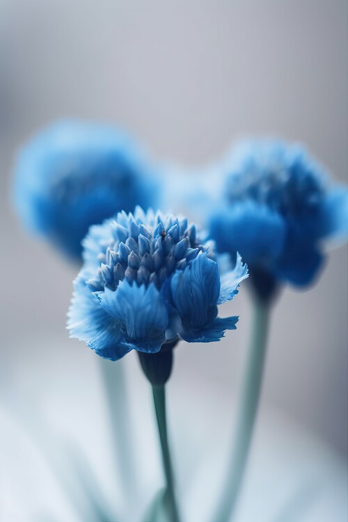Poster Macro photography of an blue flower