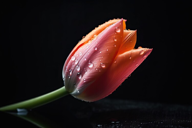 Poster Tulip on black background with water drops