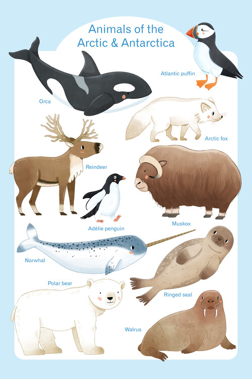 Plakát Judith Loske - Arctic Animals