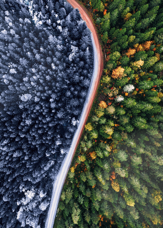 Poster Forest Seasons Change