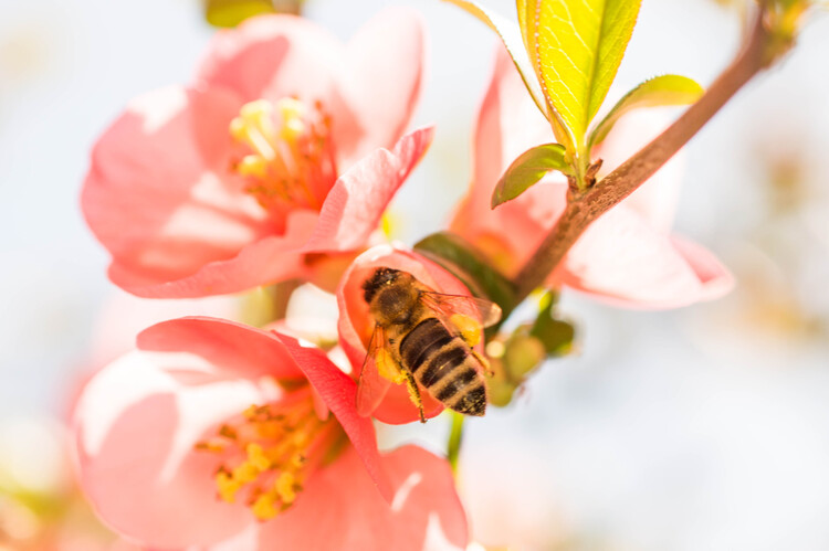 Poster Nature Birth 2