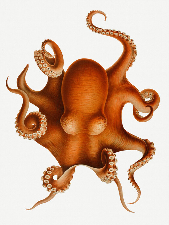 Plakát The Polypus Levis Octopus
