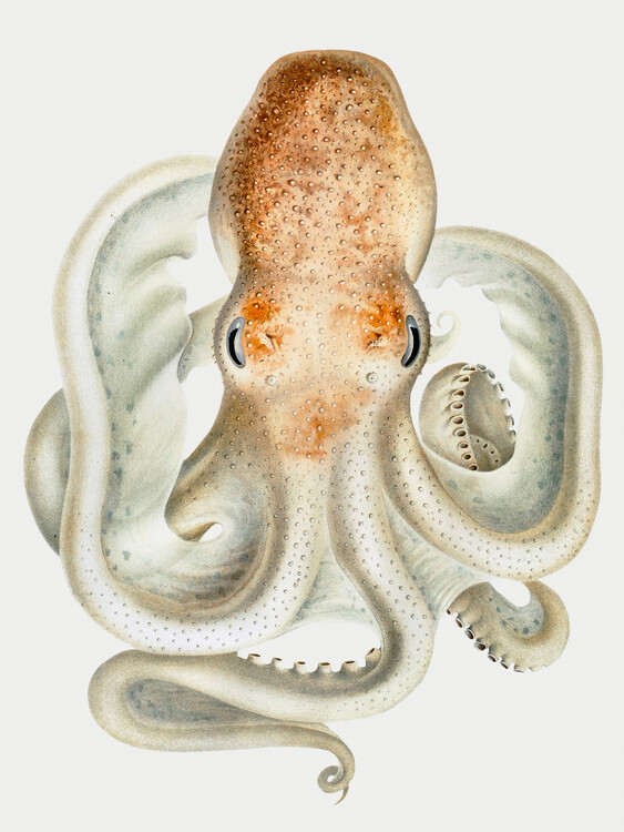 Plakát The Velodona Togata Octopus